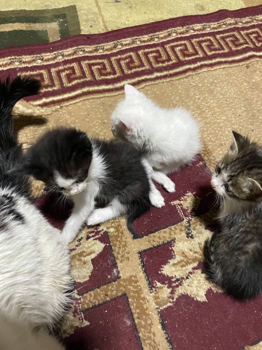 Котята в добрые руки