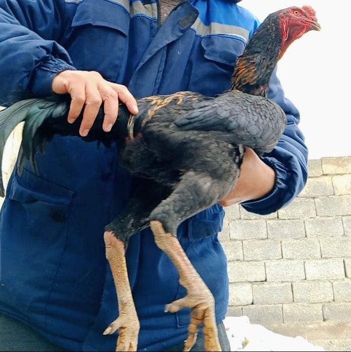 Байцовый қораз сатылады