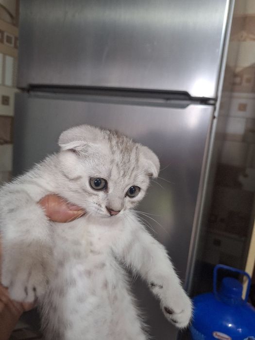 Котята продаётся