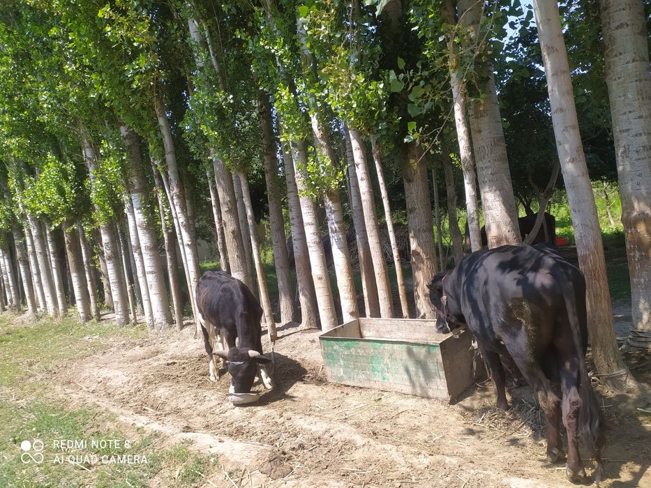 Terak sotiladi 100 tup donasi 700000 dan