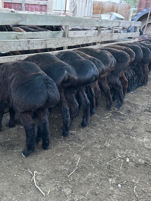 Семіз қойлар тоқтылар