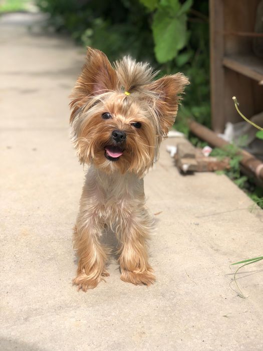 Щенки йоркширского терьера