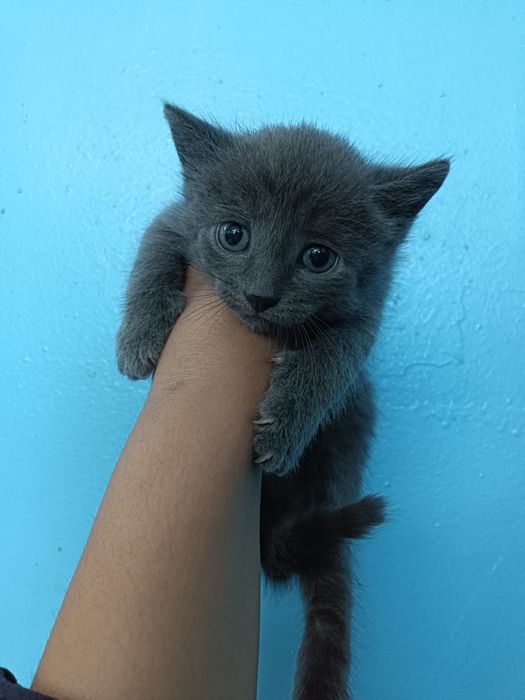 Отдам бесплатно котят