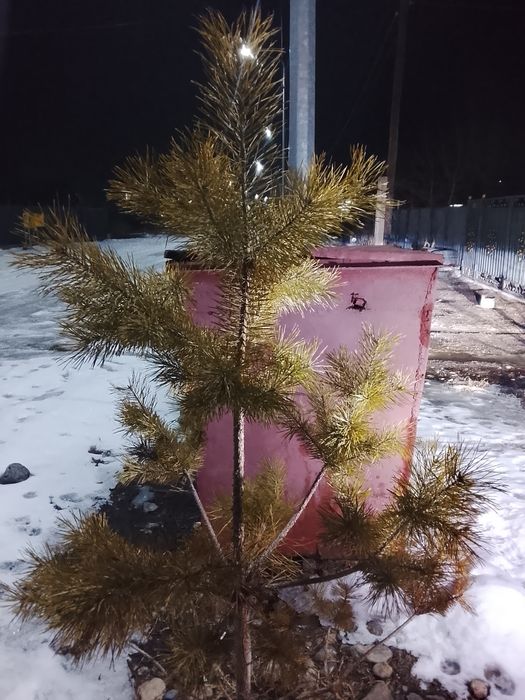 Продам сосну или (елка)