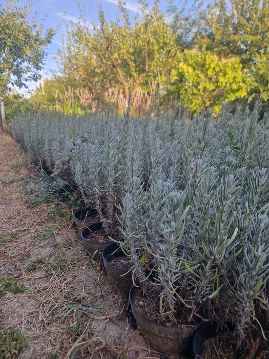 Vindem lavanda la ghiveci