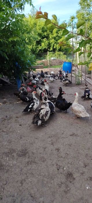 Rațe mute se vinde tot lotul
