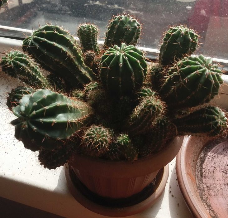 комнатные растения