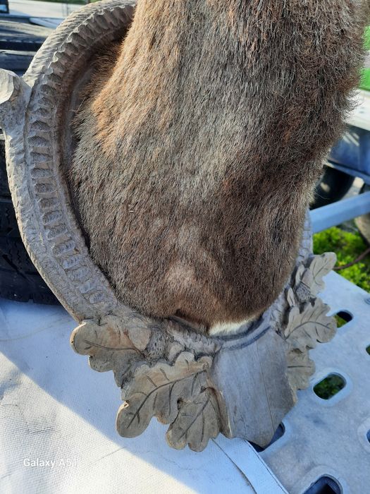 Трофей МУФЛОН...