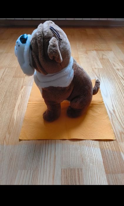 Caine din plus( buldog)