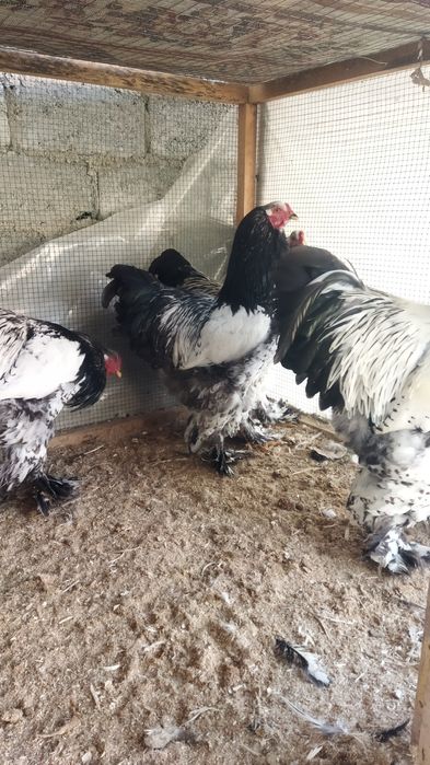 Брама хурозлар сотилади