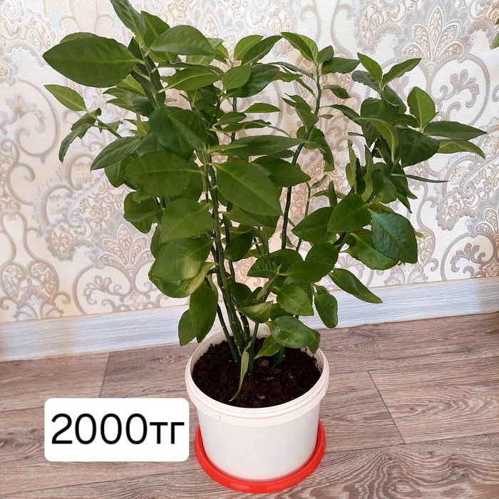 Гулдер сатылады  бөлме гулдері