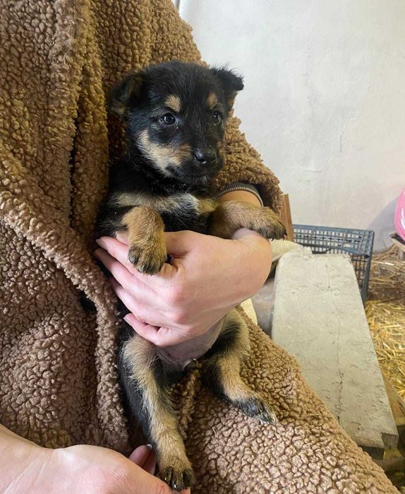 5 cateluse isi cauta familii