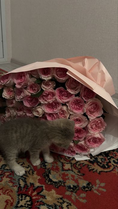 Кошка шотландский