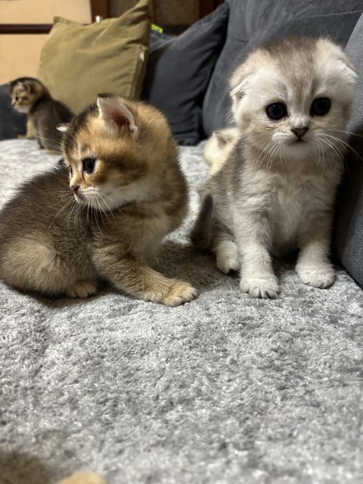 Продаются котята шиншиллы