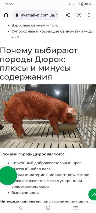 продам хряков дюрок и помесь дикий+дюрок