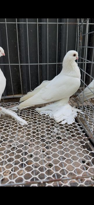 Продам белых гладких голубей