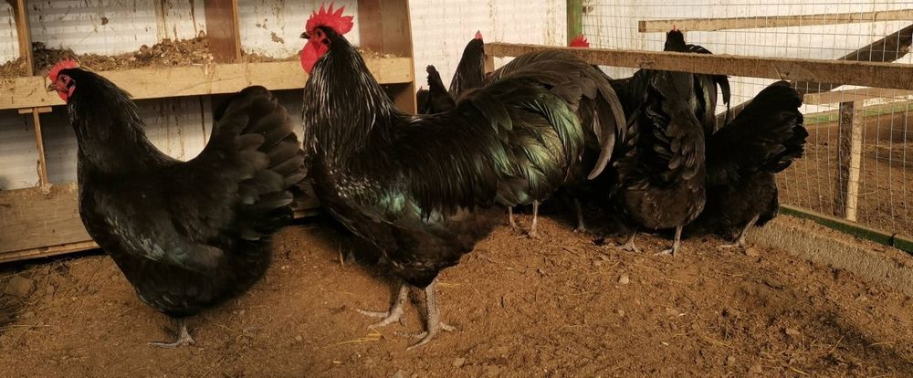 Продавам оплодени яйца от черен Австралорп... Работя с еконт и спиди