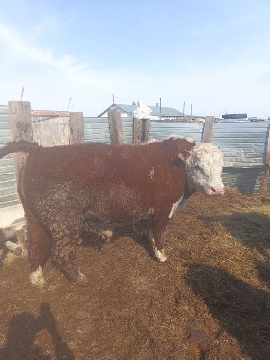 Продам бычков 15 голов