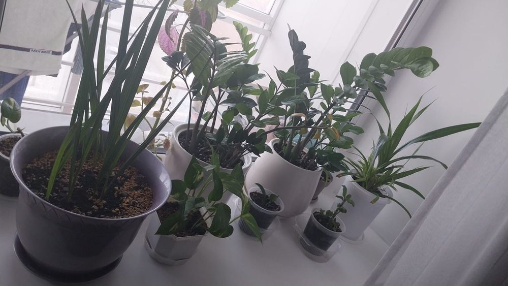 Продам комнатные цаеты