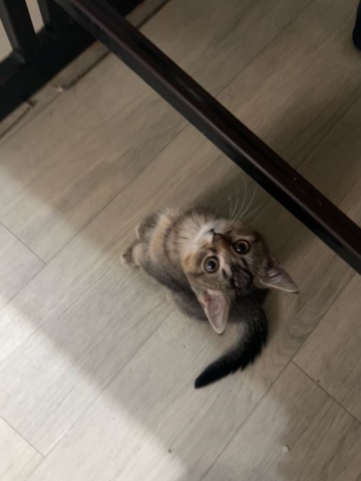 Отдам котенка Шотландской породы