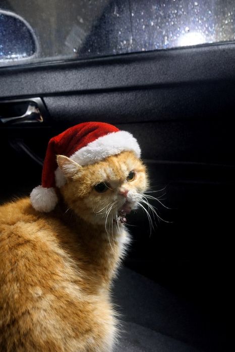 Vyaska bepul, padarkagamas ko'paytirishga