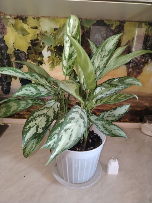 Гүлдер сатылады..