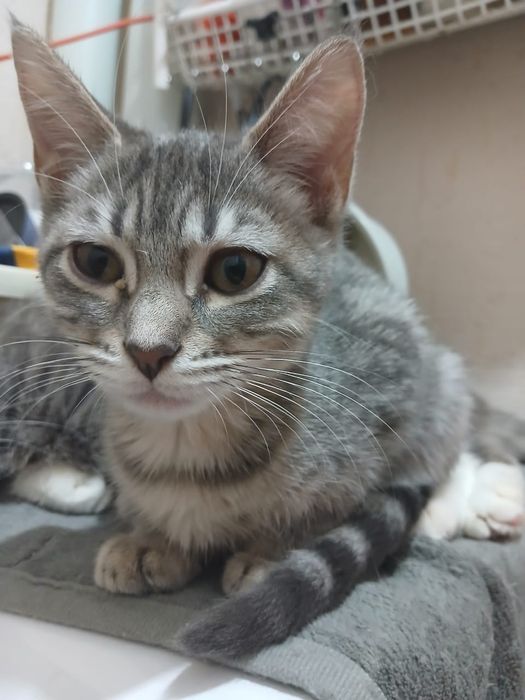 Котенок девочка 3,5 месяца