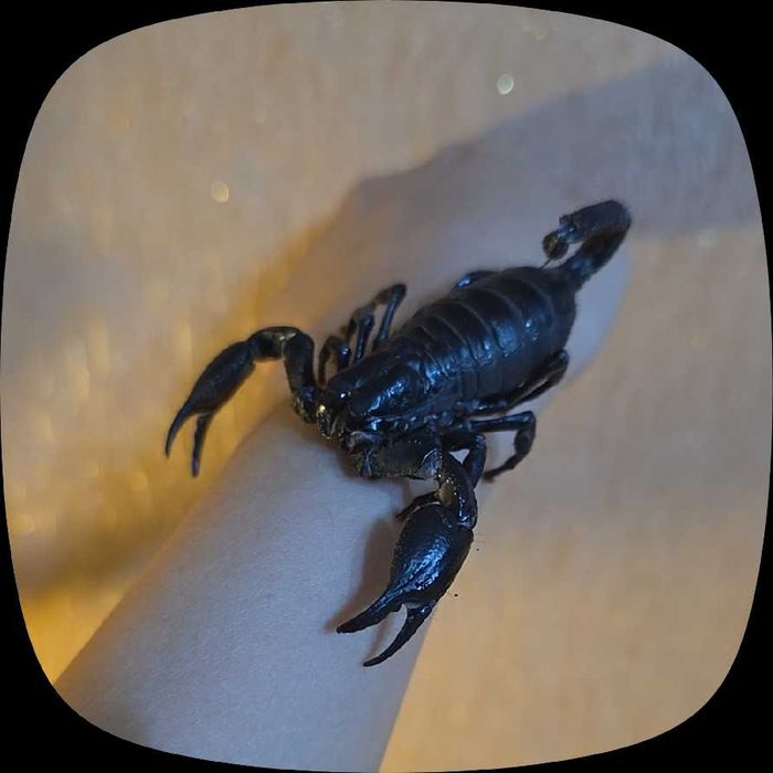 Скорпион Heterometrus spinifer