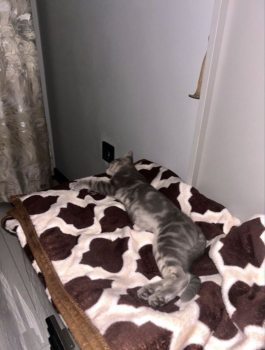 Котенок британско-американский