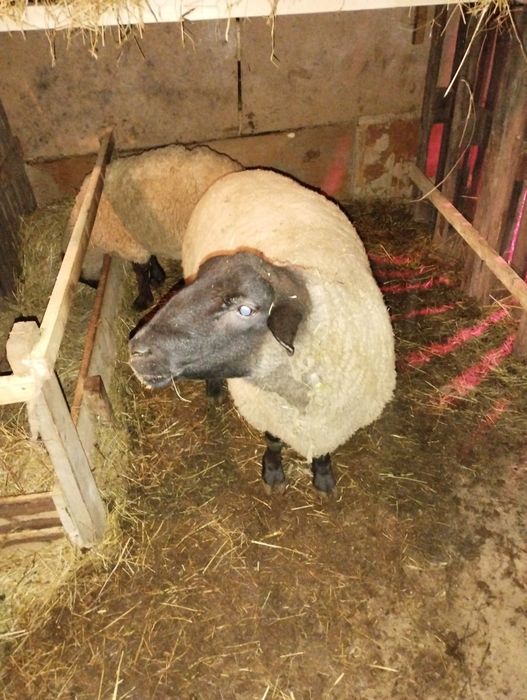 Berbec Sufolk la a doua montă