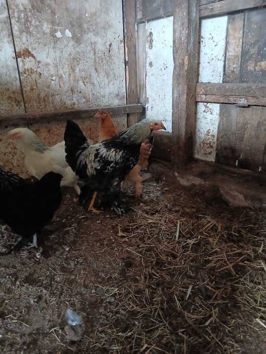 Продам петух брама