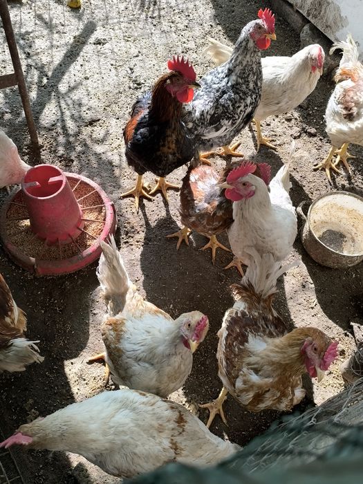 Петли големи и малки