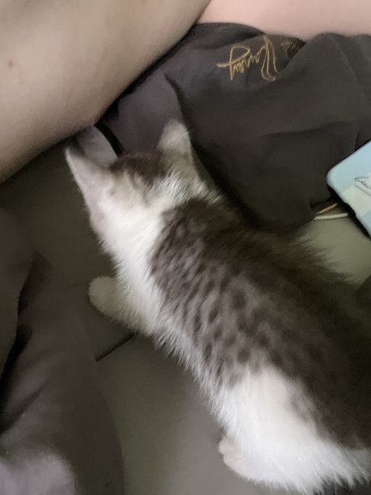 Котята 2 месяца,британцы!