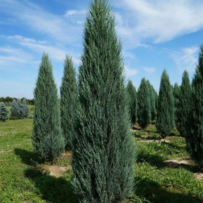 Можжевельник блю эрроу саженец