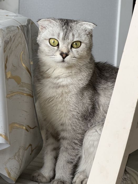 Продается скотиш фолд 2 годика