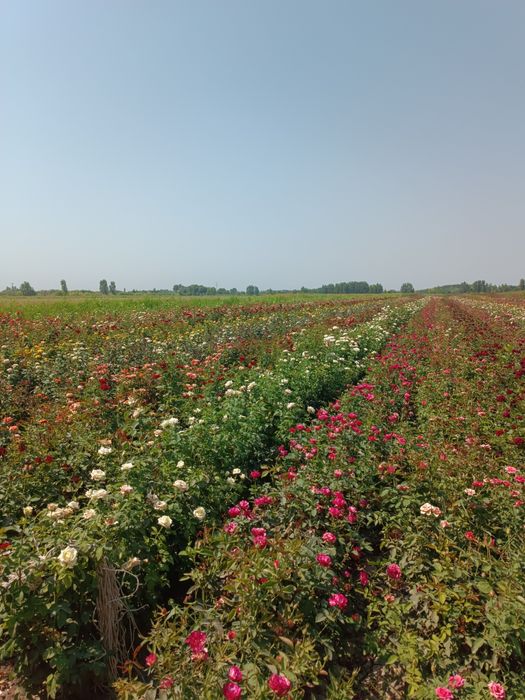 Atirgul koʻchatlari