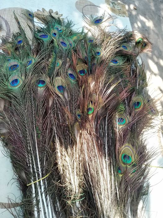 Vând pene de păun frumoase,cu model.