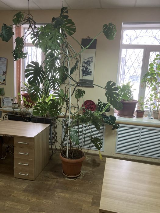 Цветок Монстера 3,5м