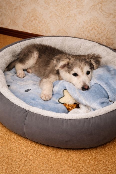 Щенок в поисках дома.