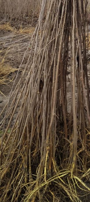 Tut kuchatlari sotiladi,sensa,2sort