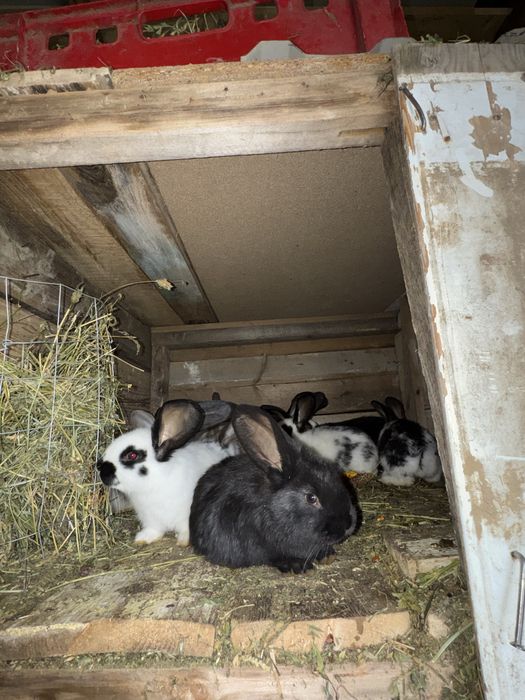 Iepurași metisi uriaș german cu fluture german de vânzare.