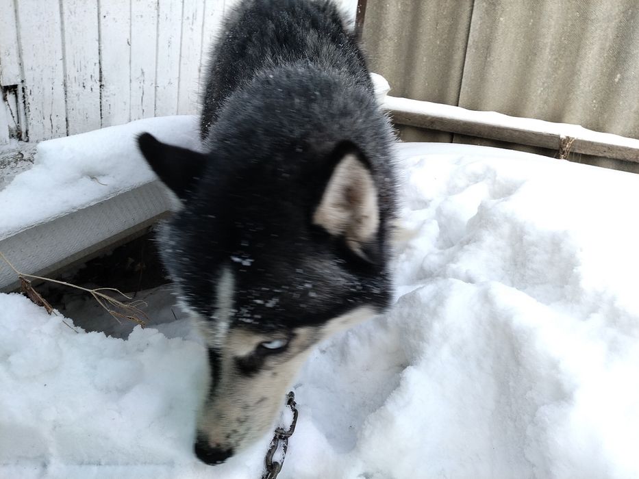 Продам хаски срочно
