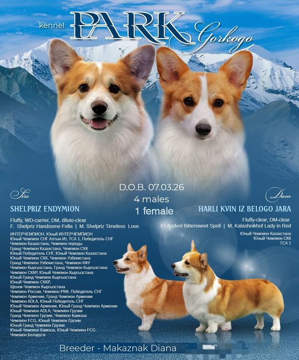 Щенки вельшкорги пемброк