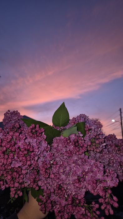 Сирень только сегодня/завтра
