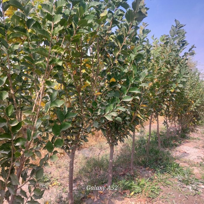 Сада кайрагоч Sada Qayragʻoch