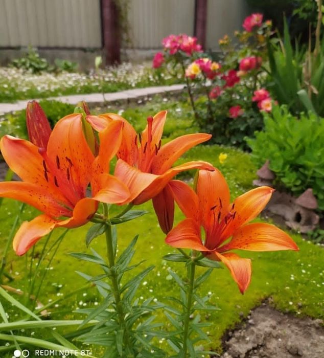 Продам луковицы лилии на посадку