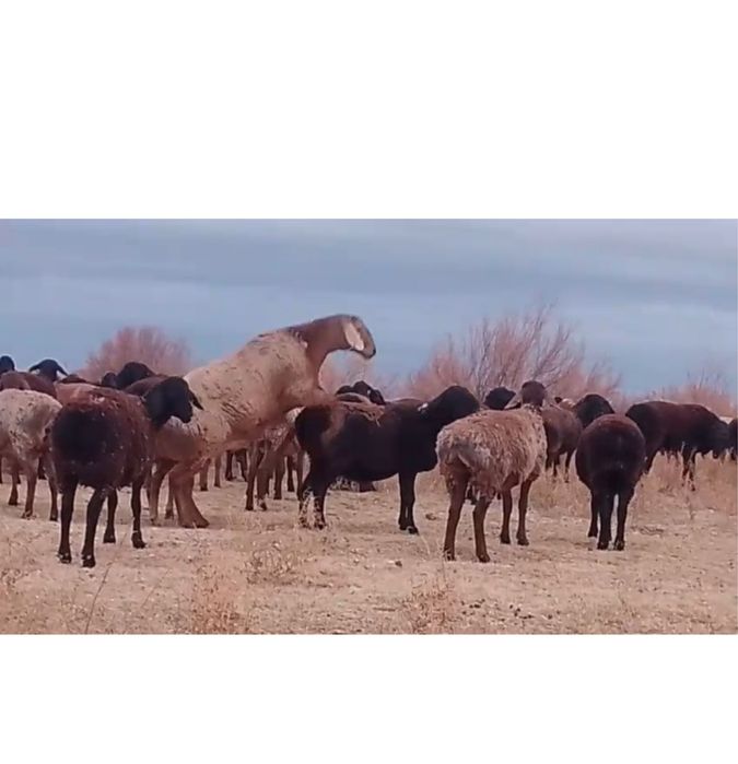 Орыс қыздарының жеке порно