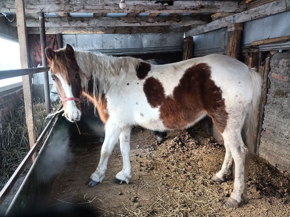 Продам Кобылу 7 лет