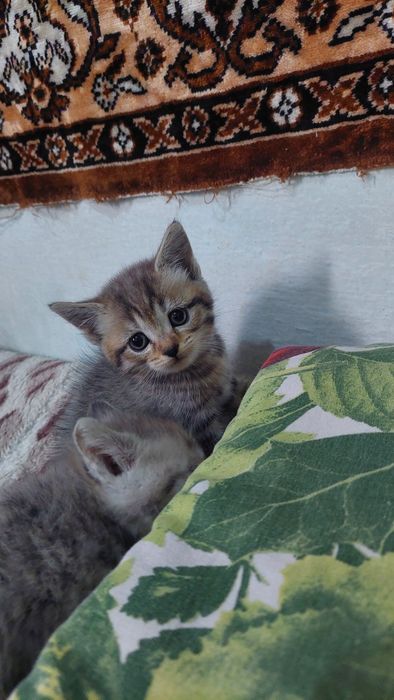 Британская короткошерстная.г. Шымкент