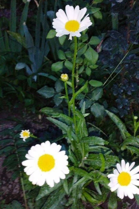 Продаются излишки своих садовых растений
Лютик - корешок 2000 сум
Брун